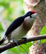 Image result for Capito Capitonidae