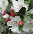 Image result for Dwarf Flowering Crabapple Tree