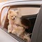 Image result for Pomeranian Baby Puppy