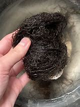 Image result for Chinese Black Moss