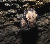Image result for Indiana Myotis Bat