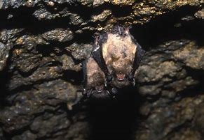 Image result for Texas Bat Species