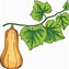 Image result for Squash Clip Art