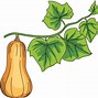 Image result for Squash Plant Clip Art