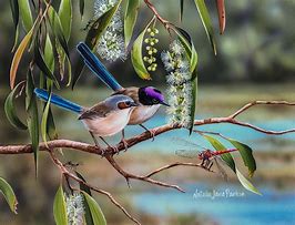 Image result for Purple Crown Fairy Wren