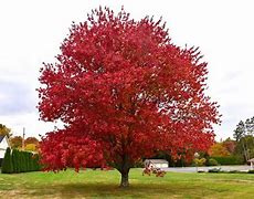 Image result for Types of Red Maple Leaves