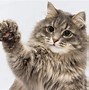Image result for Cat Zoom Background