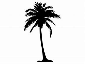 Image result for Black and White Palm Tree Silhouette