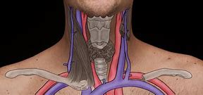 Image result for Bulging Carotid Artery in Neck