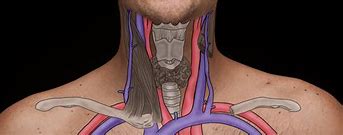 Image result for Carotid Artery Auscultation