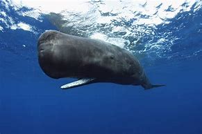Image result for Biggest Sperm Whale