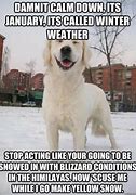 Image result for Funny Winter Dog Images