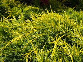 Juniperus x pfitzeriana Gold Coast కోసం చిత్ర ఫలితం