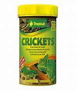 Image result for Crickets Silence