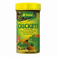 Image result for Preserved Crickets