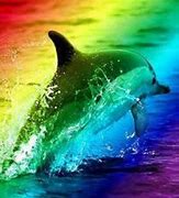 Image result for Dolphin Jumping Rainbow