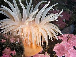 Image result for Sea anemone