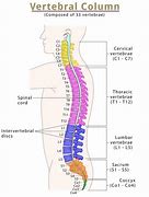 Image result for Vertebrae of the Spine Labeled