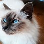 Image result for White Long Hair Cat Blue Eyes