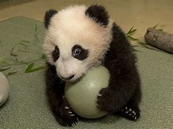 Image result for Baby Panda Pics