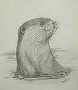 Image result for River Otter Drawing