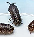 Image result for Dragon Isopods