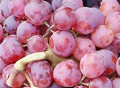 Image result for Grape Names