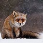 Image result for Red Fox Winter