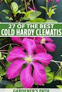 Image result for Clematis Zone 3