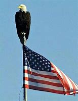 Image result for Bald Eagle On Flag Pole