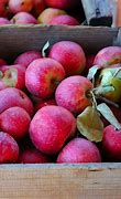 Image result for Heritage Apples