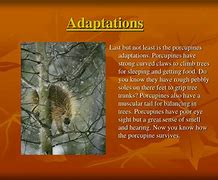 Image result for Porcupine Adaptations