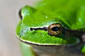 Image result for Frog Eye Sign