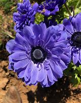 Image result for Anemone coronaria Lord Lieutenant
