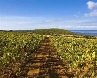 Image result for Cantina di Santadi Shardana Valli di Porto Pino