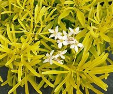 Image result for Choisya x dewitteana Goldfingers