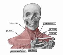 Image result for Neck Parts