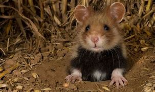 Image result for Field Hamster