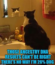 Image result for Ancestor DNA Meme