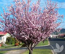 Image result for Prunus blireana