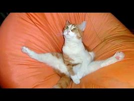 Image result for Funny Cat Photo Collage