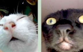 Image result for Cat Close Up Meme