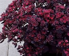 Image result for Sedum Sunsparkler Plum Dazzled