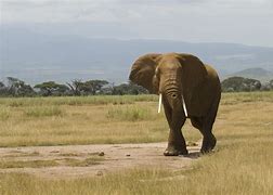 Image result for Kenya Jungle