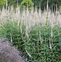 Image result for Sesleria heufleriana