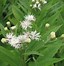 Image result for Vernonia crinita