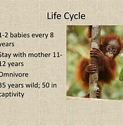 Image result for Orangutan Life Cycle