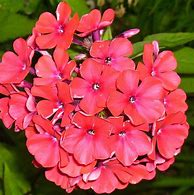 Image result for Phlox Starfire (Paniculata-Group)