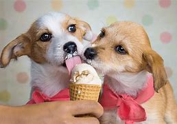 Image result for Paintingsgirl Shares Ice Cream Dog