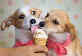 Image result for Dogs Love Ice Cream